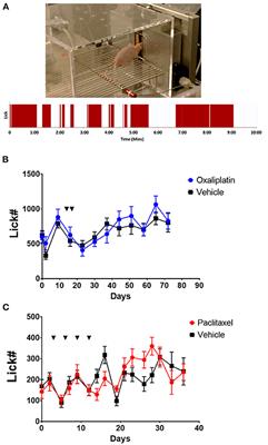 Effects of Oxaliplatin on Facial Sensitivity to Cool Temperatures and TRPM8 Expressing Trigeminal Ganglion Neurons in Mice